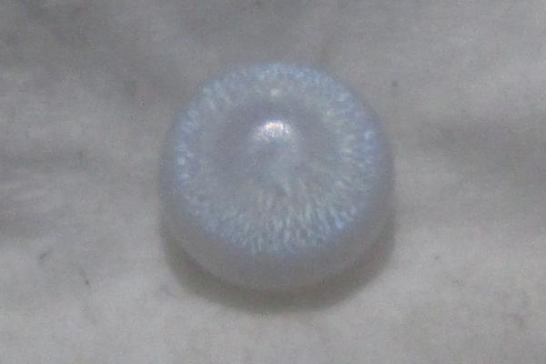 Tridacna 1.31cts