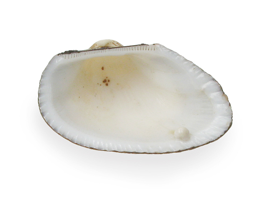 white clam 01661