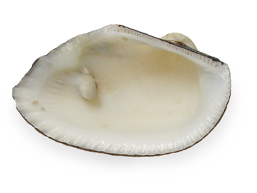 white clam 01662