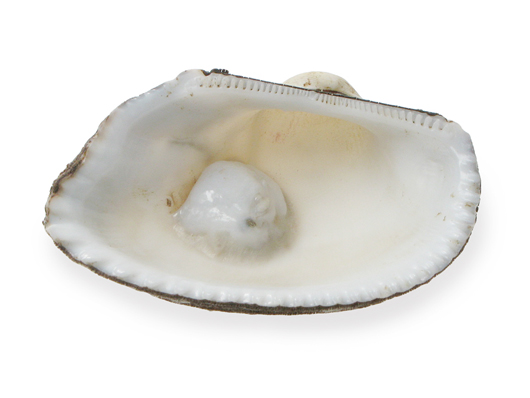 white clam 01664