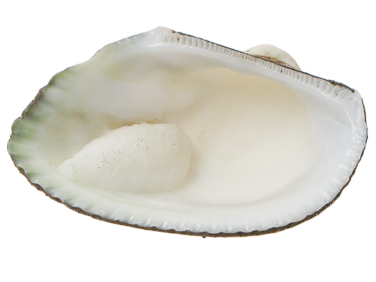 white clam 01665